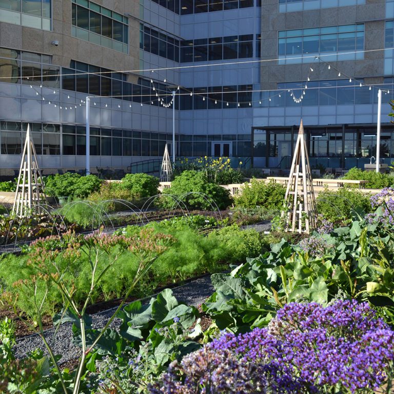 Farmscape | Food-Focused Landscape Design in California – Farmscape