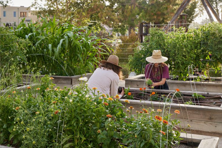 Farmscape | Food-Focused Landscape Design in California – Farmscape