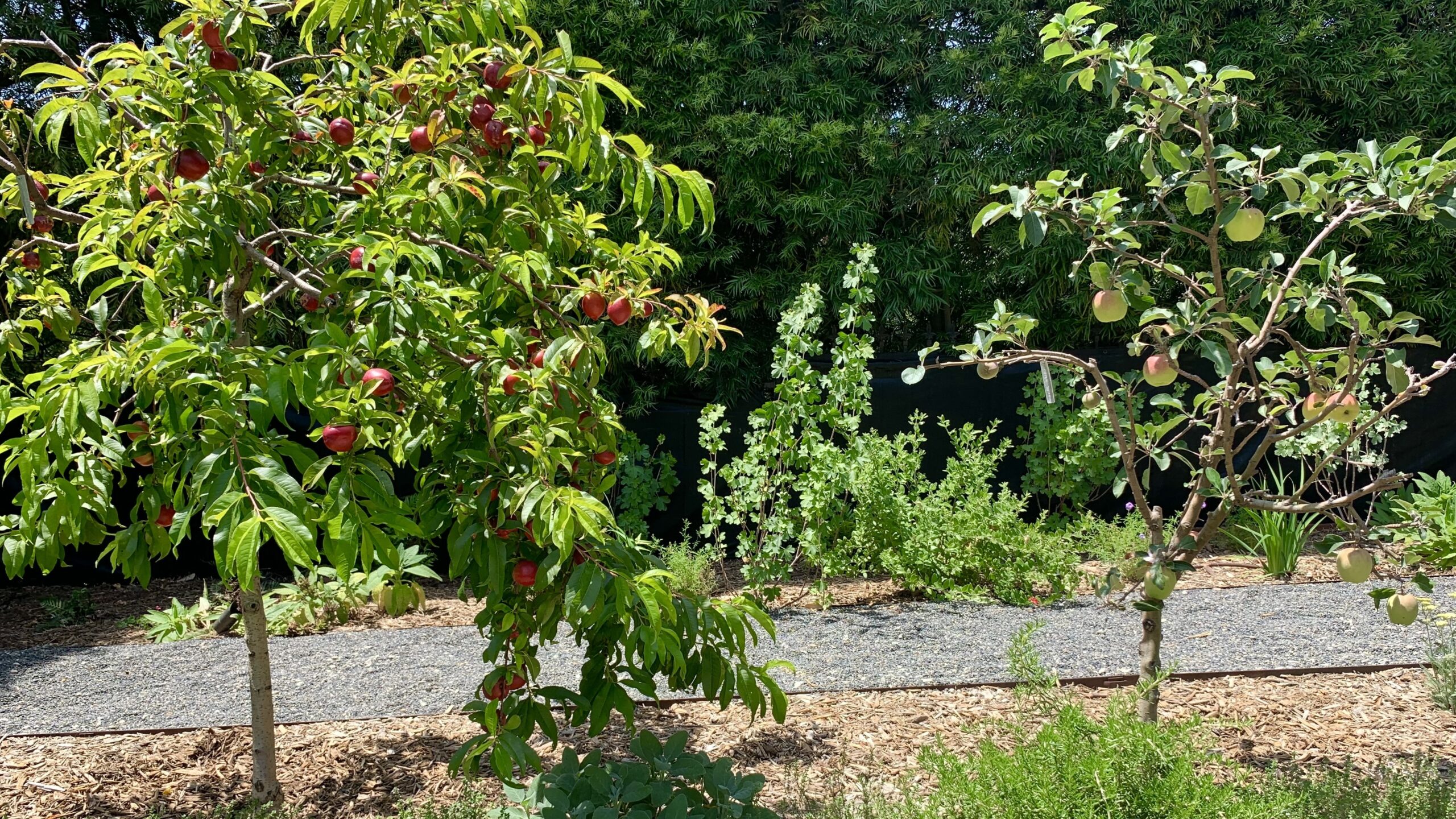 Orchard with nectarine & apple trees