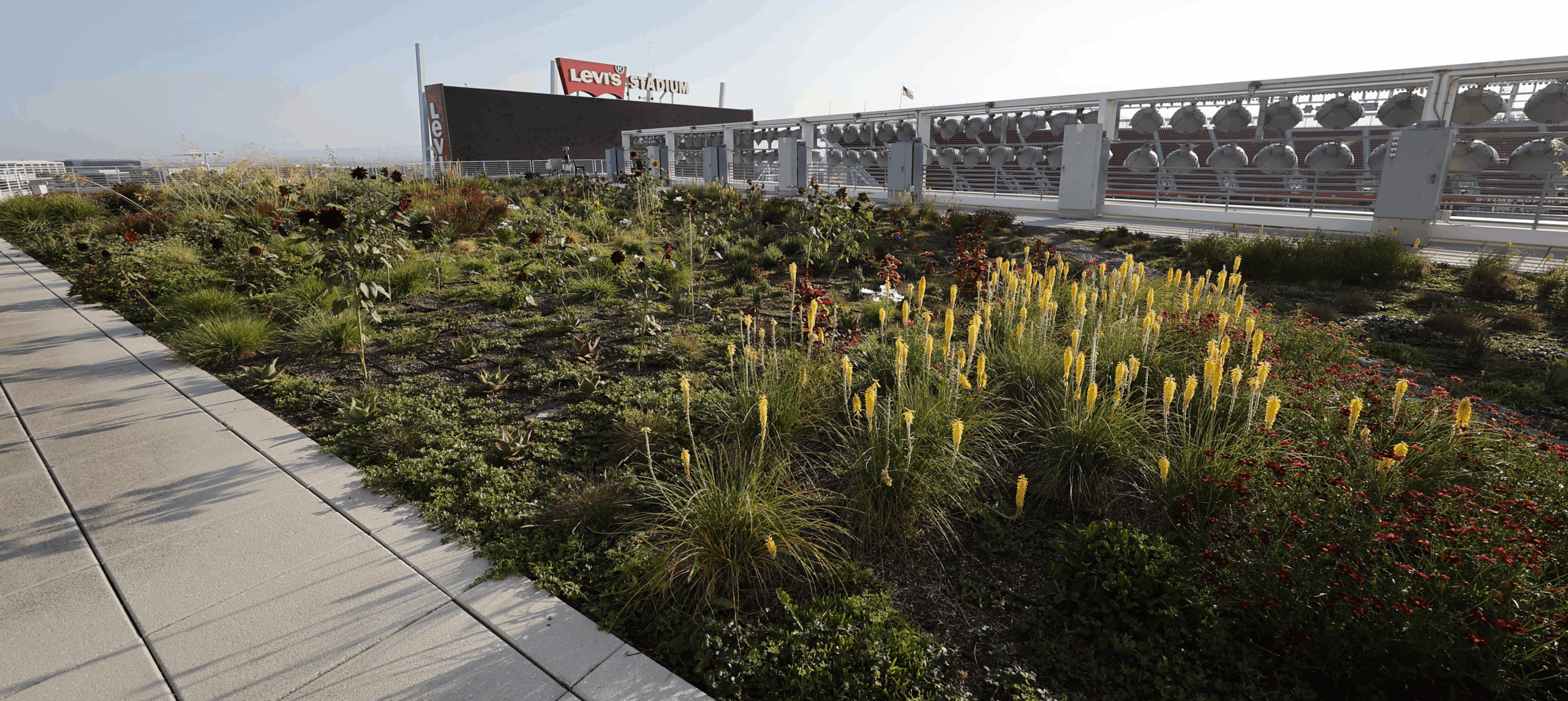 rooftop pollinator garden