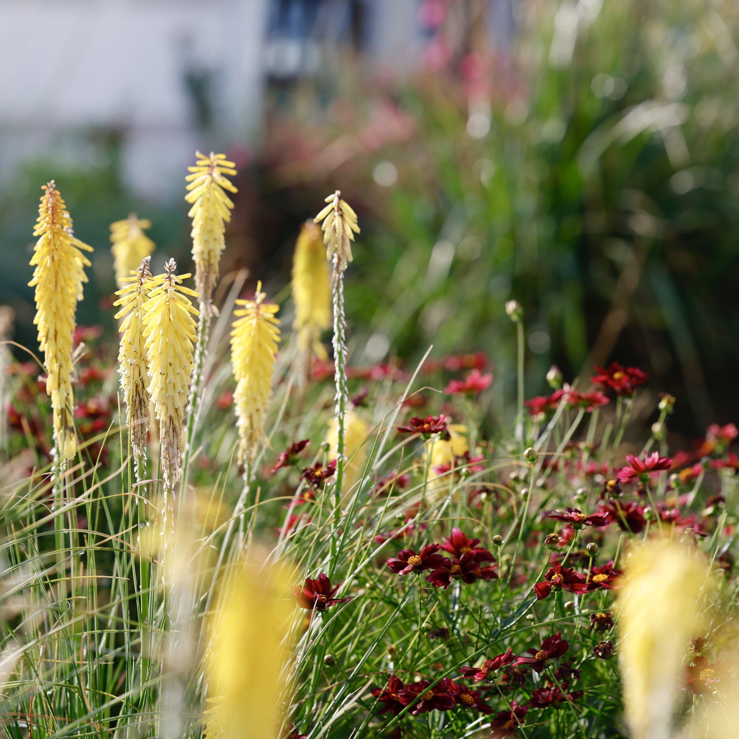 Red & gold flowers in the pollinator garden