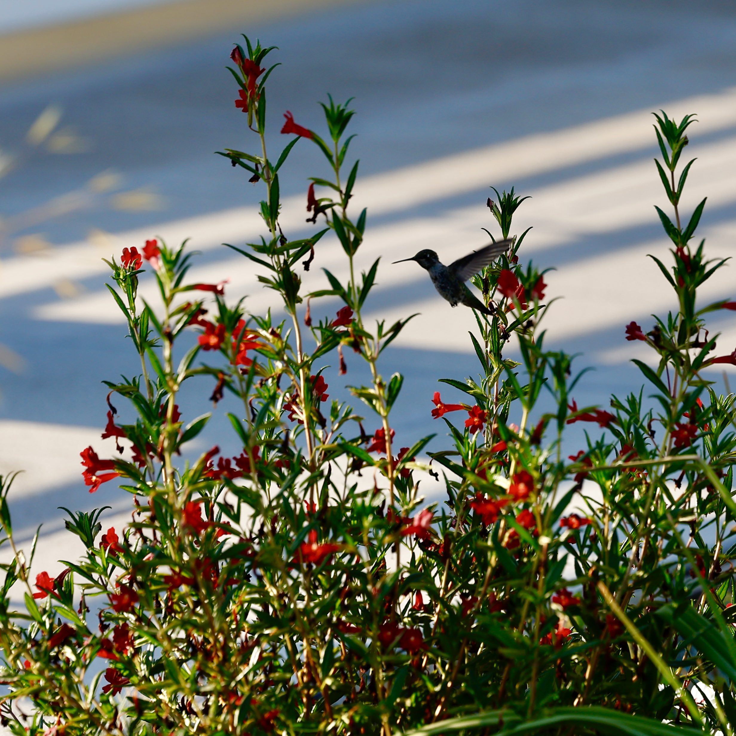 Hummingbird with California fuchsia