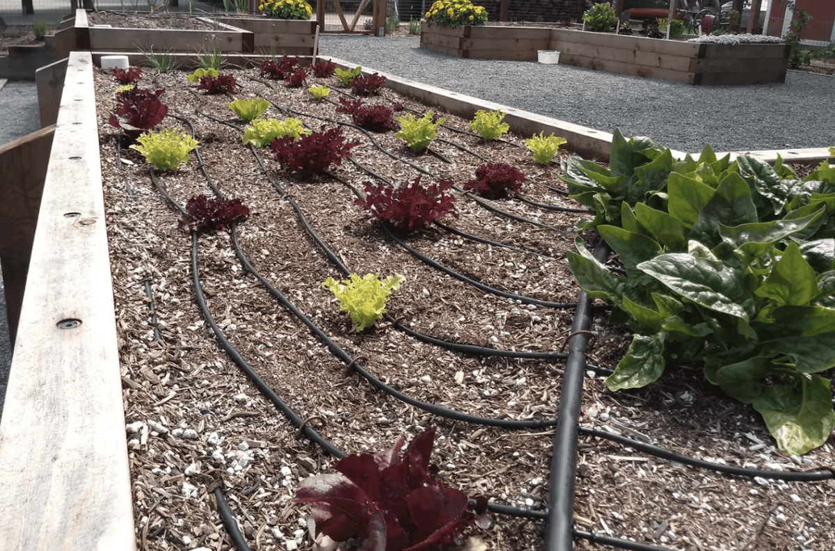 Raised beds with drip irrigation