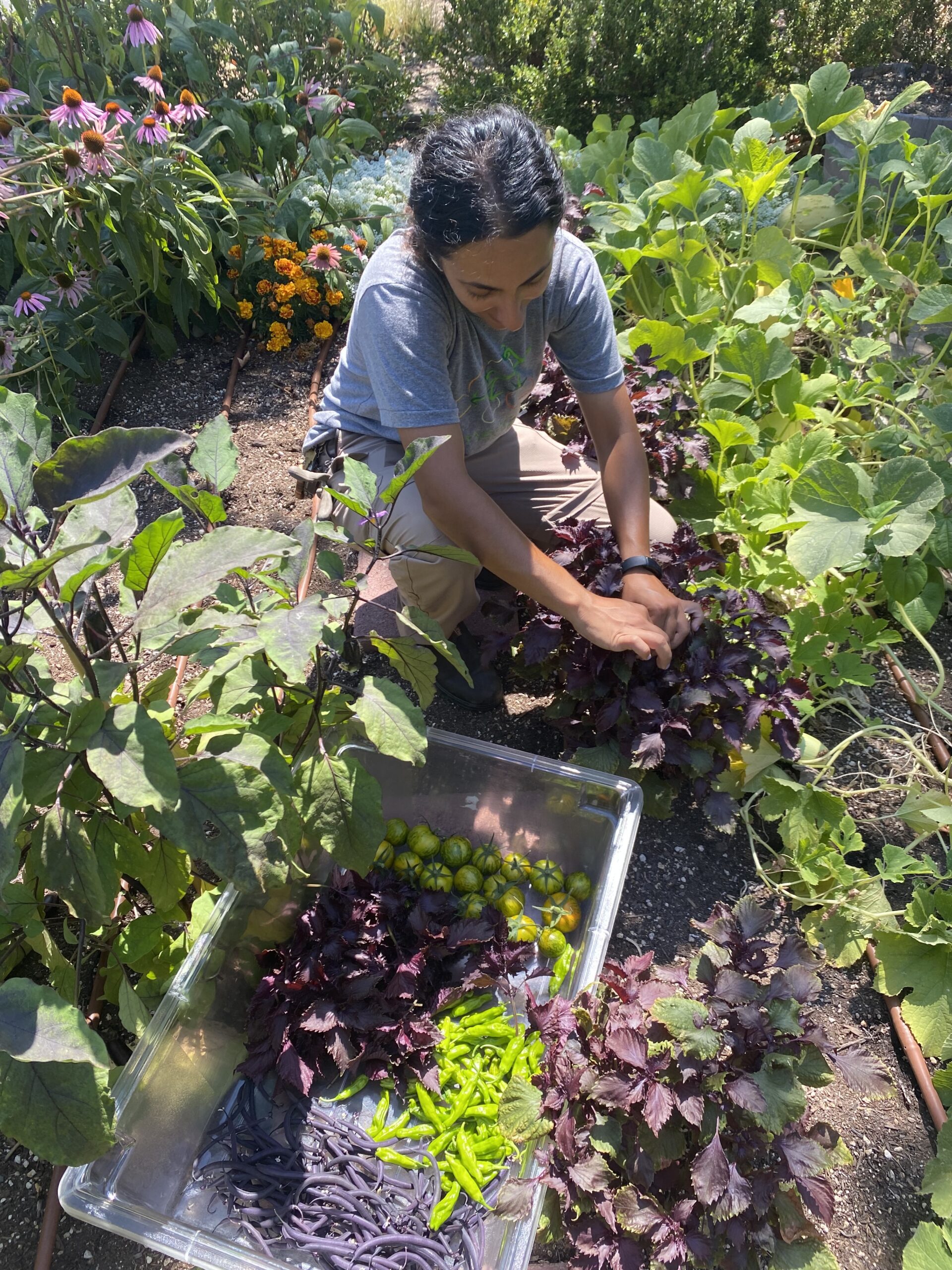 Edible Landscape Design Services in California | Farmscape