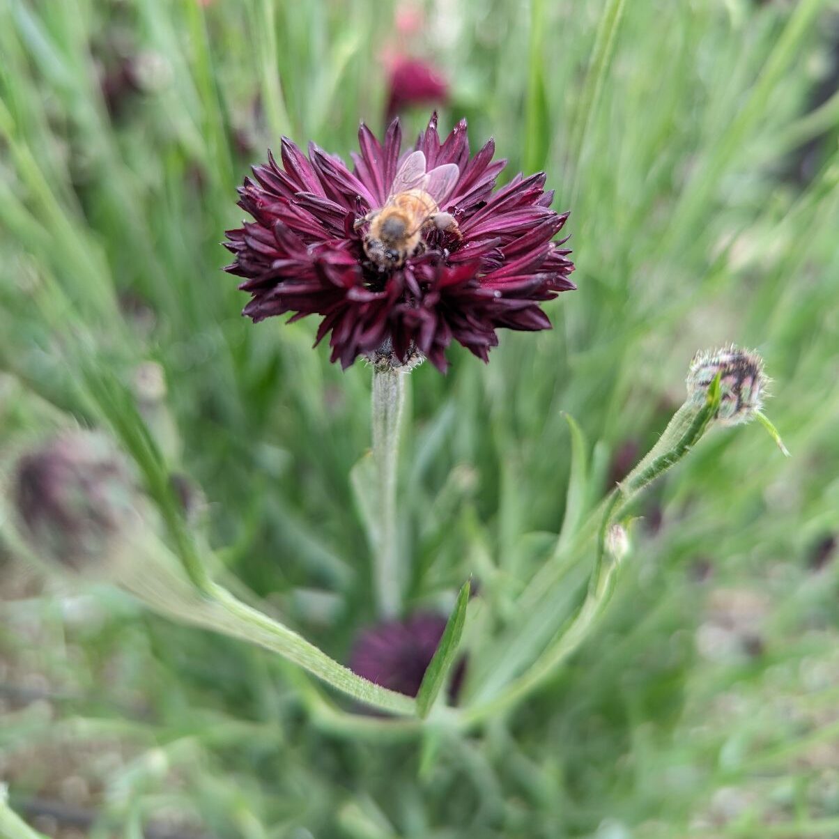 Bachelor’s Button flowers bring in pollinators and make a colorful garnish for pastries and desserts