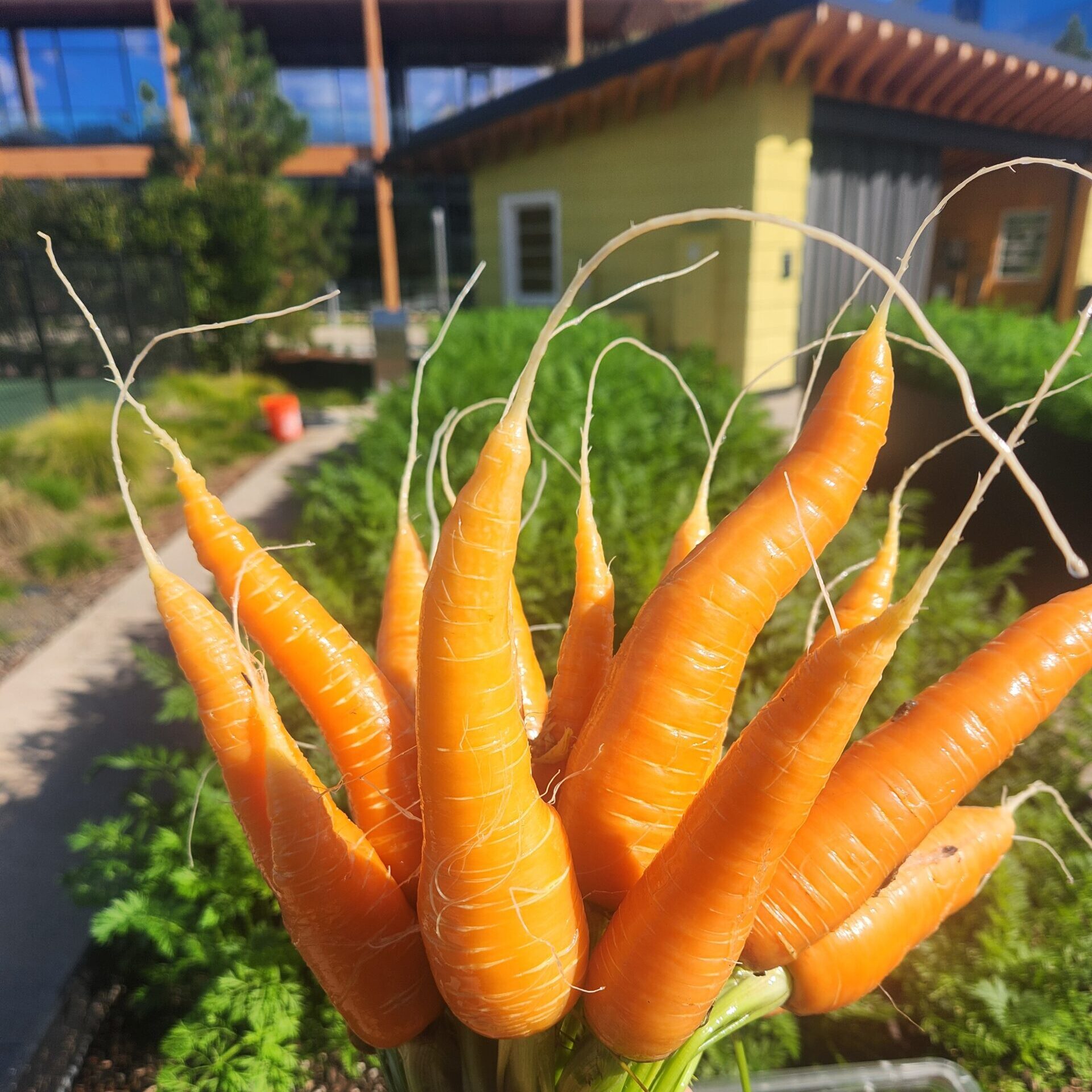 Carrot Harvest