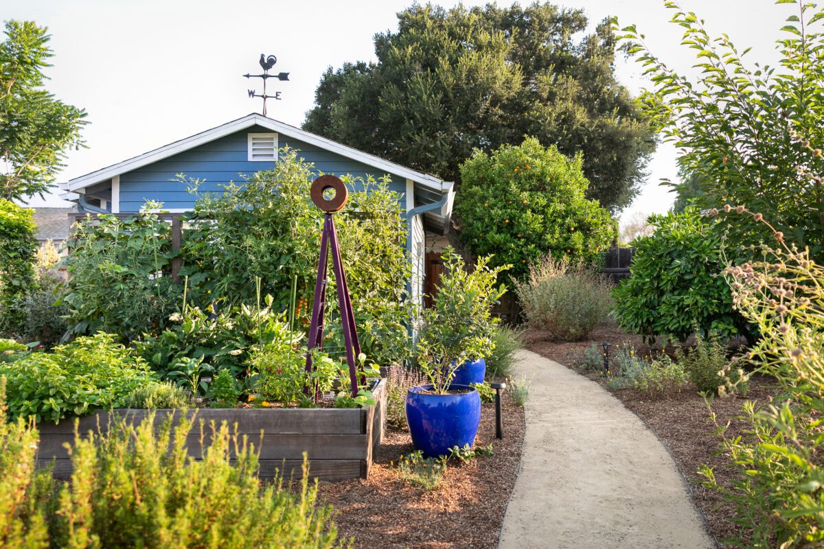 Monrovia backyard with path and blue planter