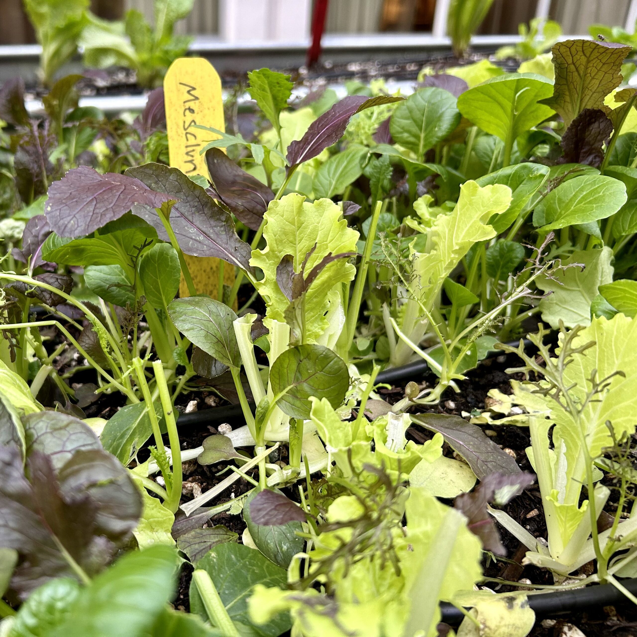 Fresh salad greens, including mesclun mix