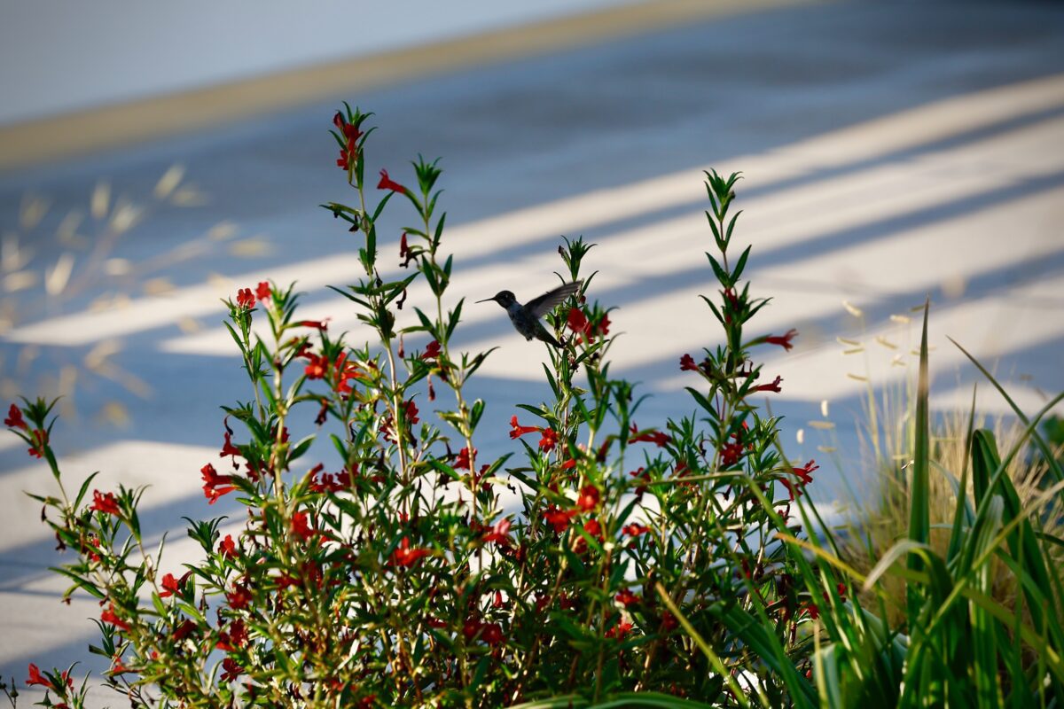 Hummingbird on roof