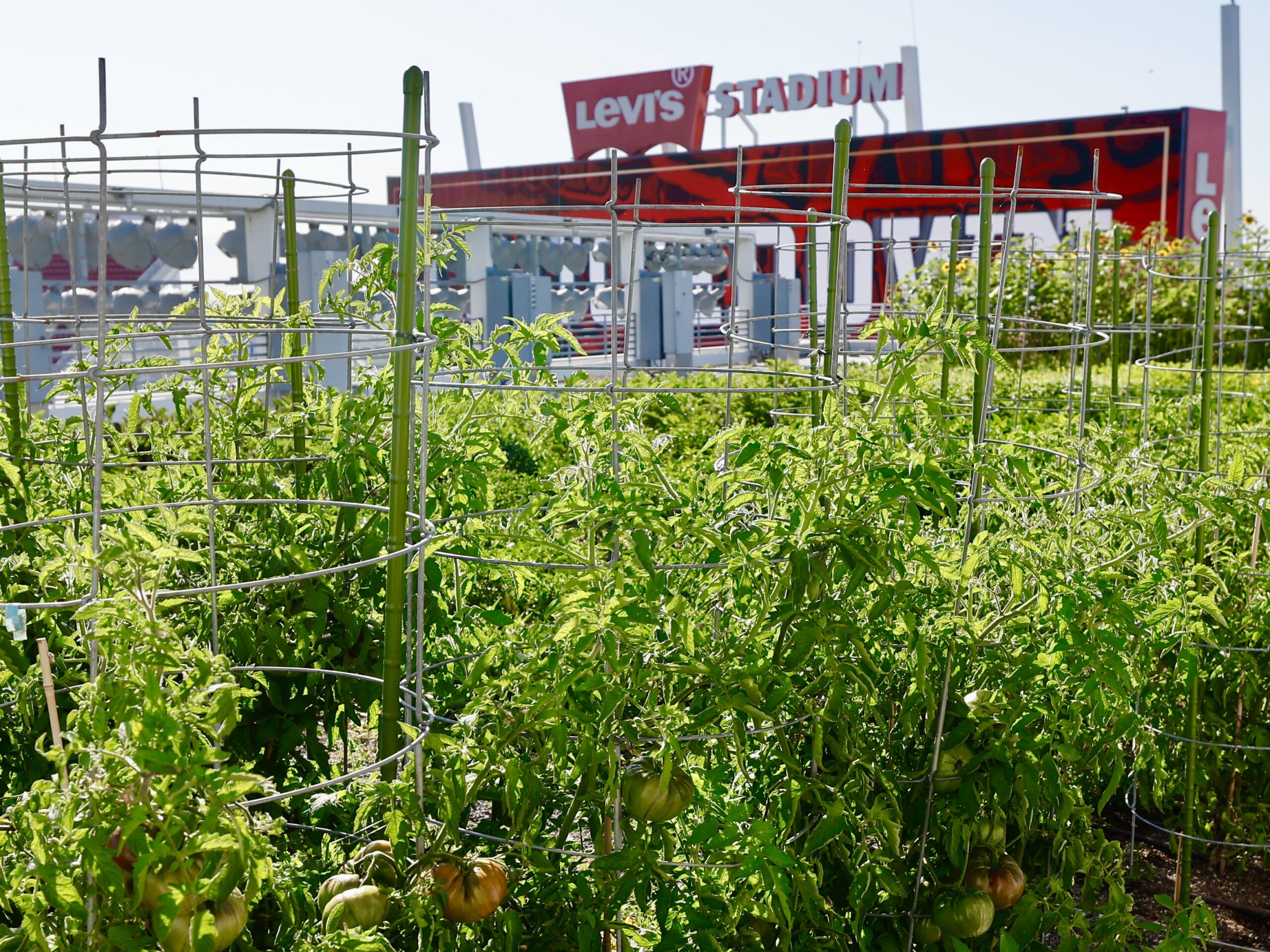 Farmscape Tackles Climate Change at Levi’s Stadium with Rooftop Garden