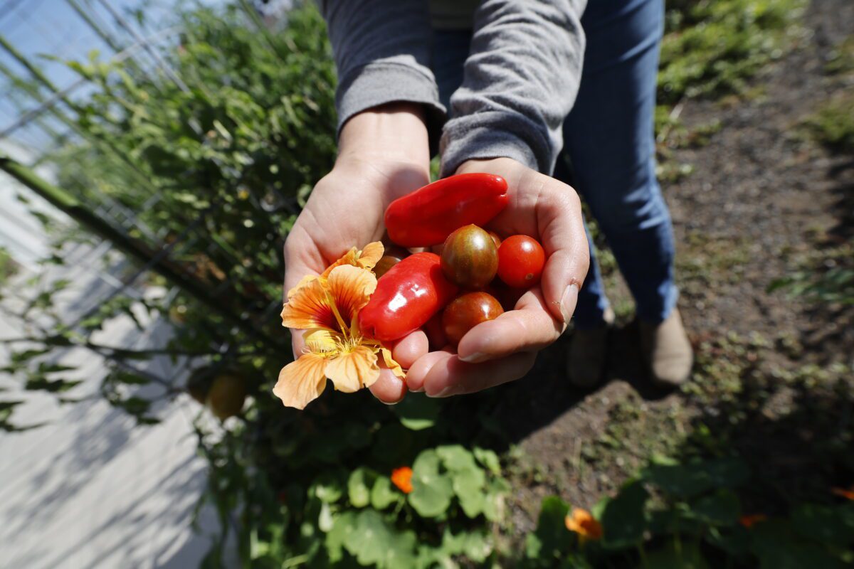 Tomatoes & flowers