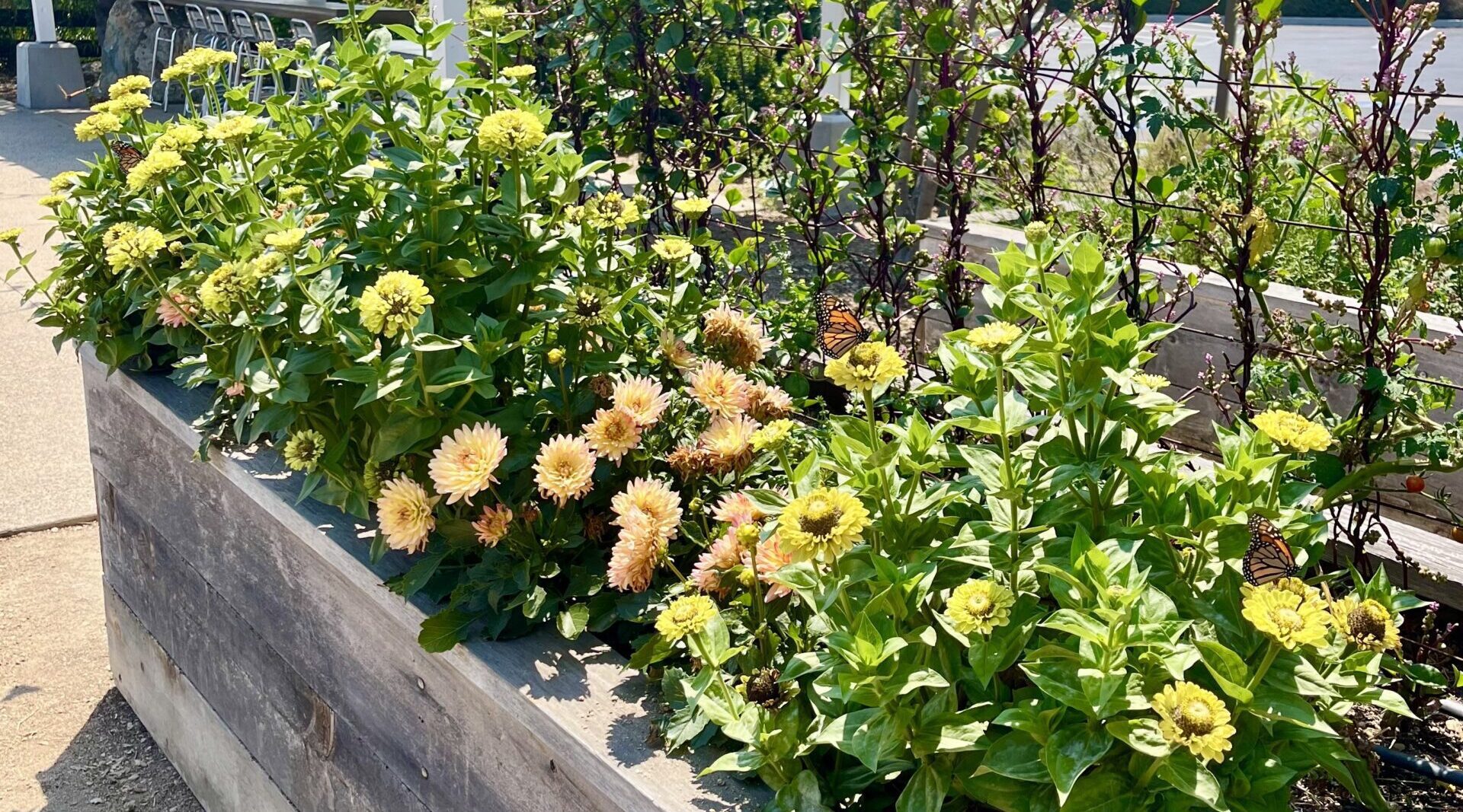 Growing Beauty: How Farmscape Designs Cut Flower Gardens for Form & Function