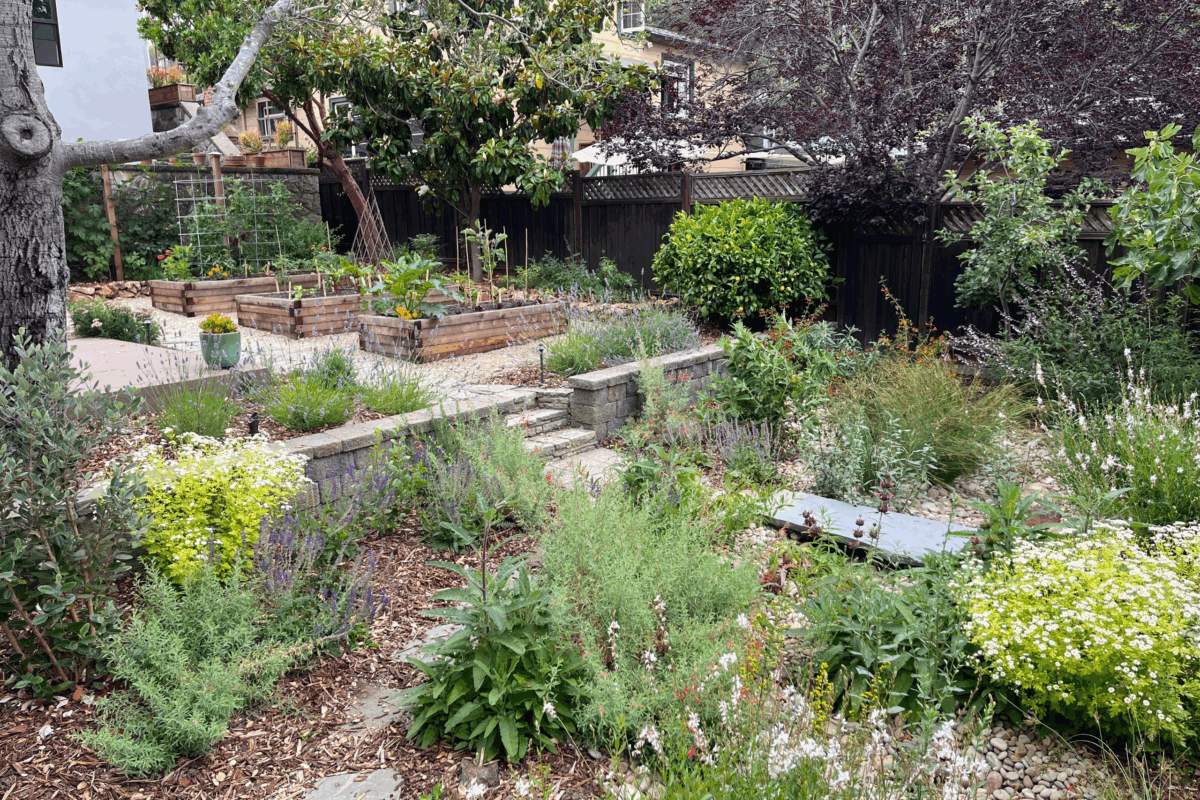 Oakland Hills Backyard pathway from raised beds to rain garden