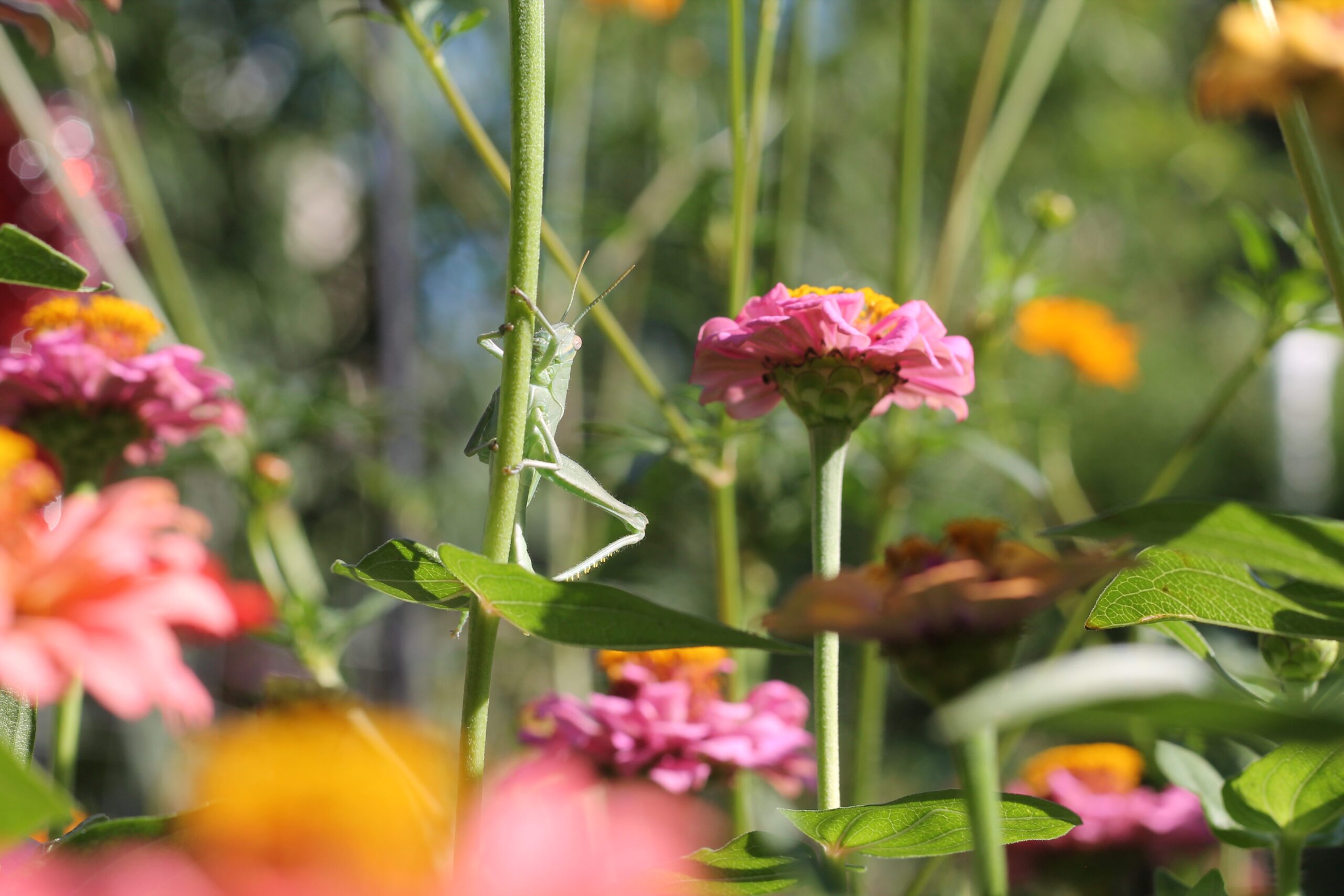 Growing Beauty: How Farmscape Designs Cut Flower Gardens for Form & Function