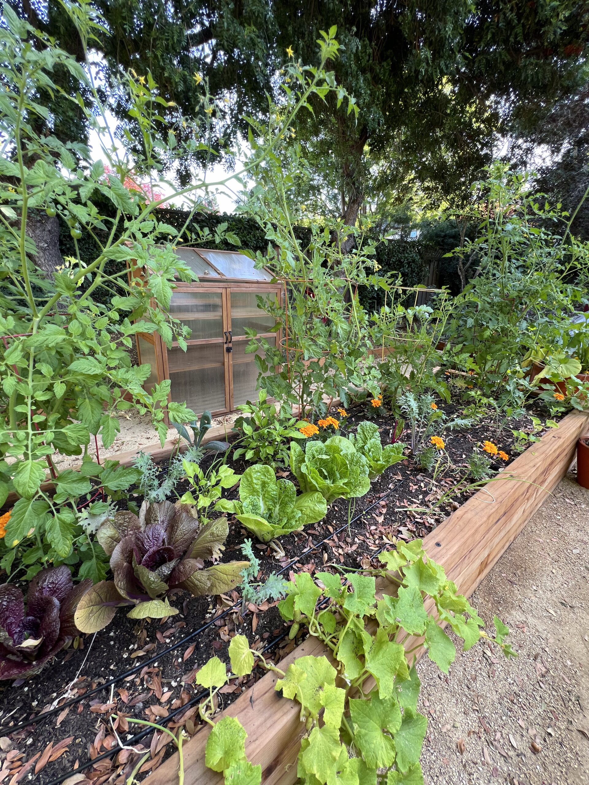 Menlo Park Mood: Breathing New Life into a Shaded Space