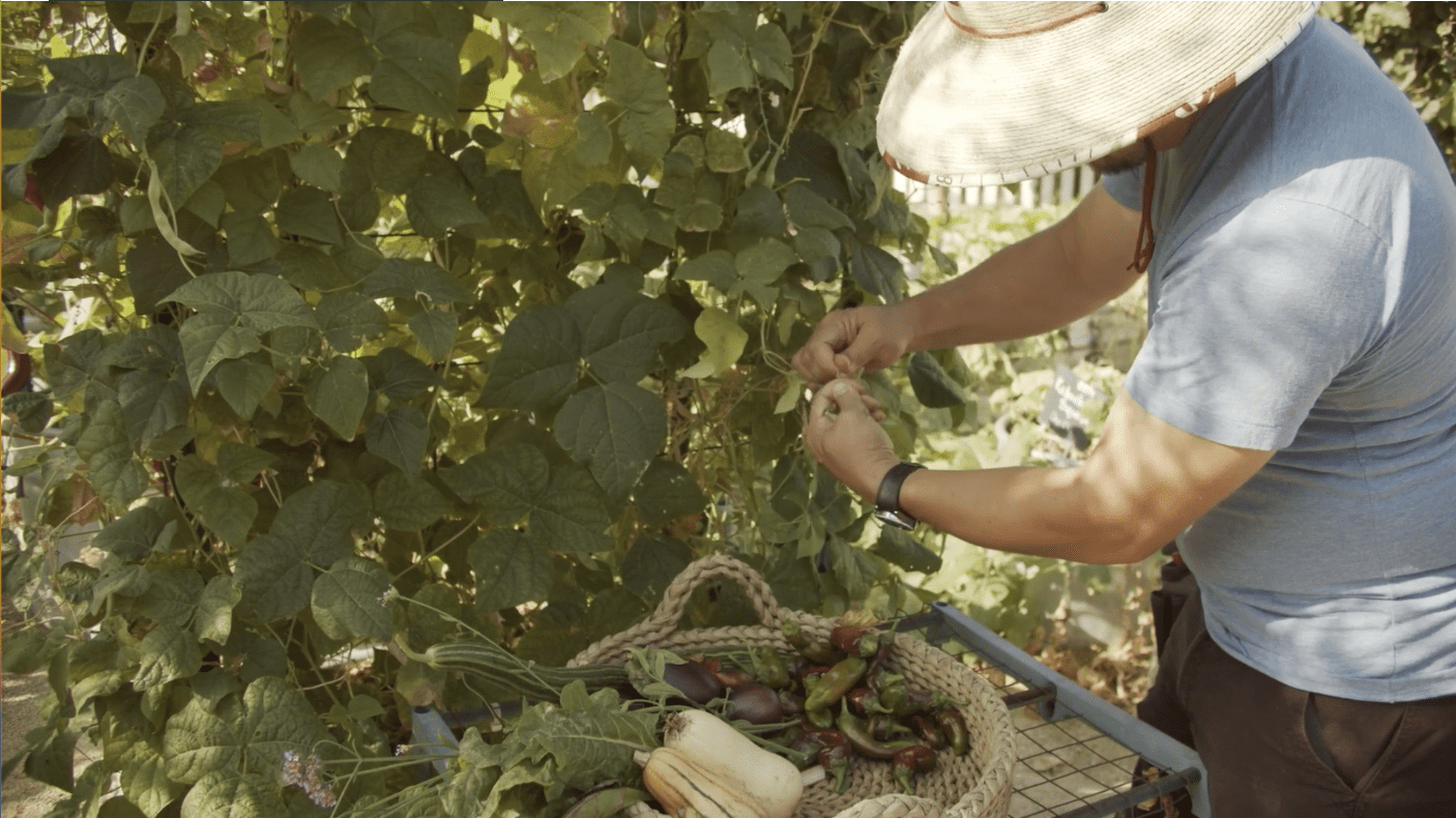 Stewarding A Community Garden: Inside Farmscape’s Chino Gardens