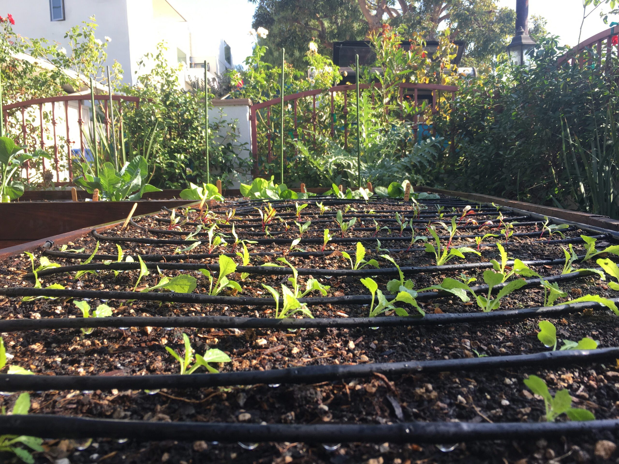 Preparing Edible Gardens For Spring: Inside Farmscape’s Season Switch