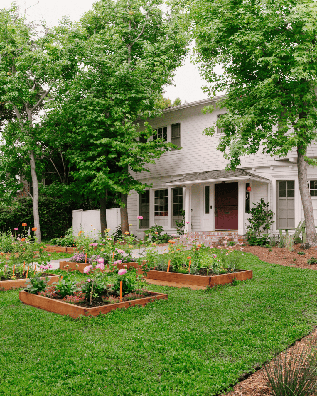 After photo of front yard of a white two-story home featuring raised flower beds filled with colorful blooms, surrounded by lush green groundcover and mature trees.