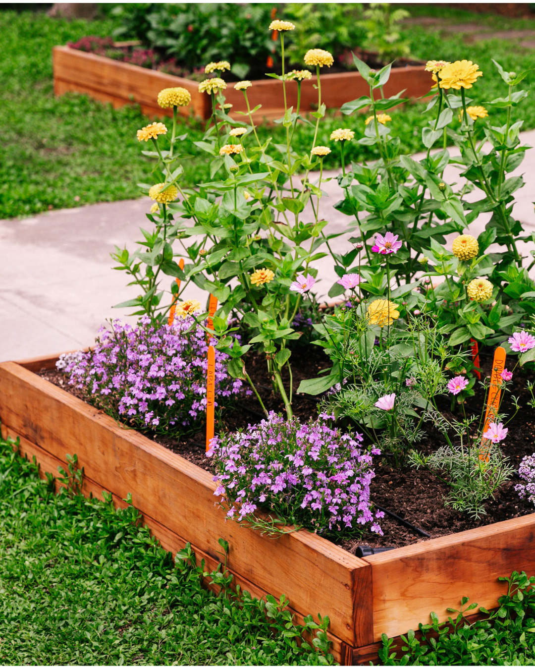 Close-up of a wooden raised garden bed filled with yellow, pink, and purple flowers, surrounded by lush green groundcover.