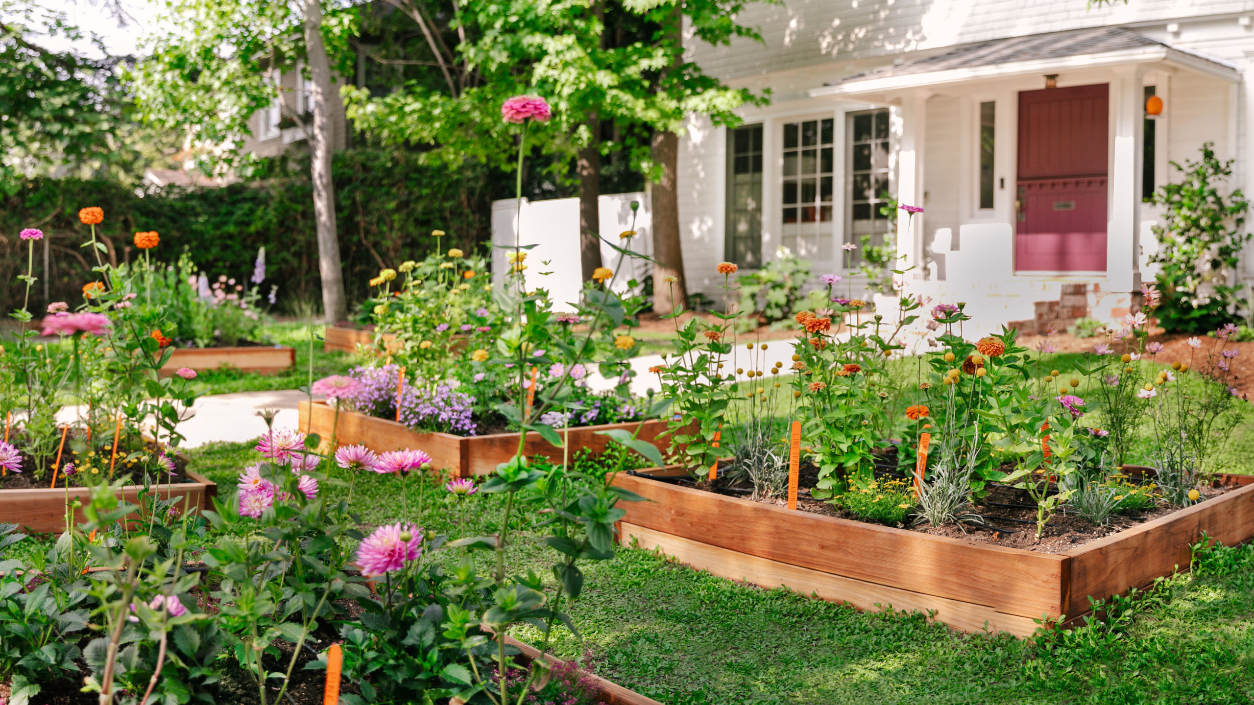 Raised garden beds filled with colorful flowers arranged throughout a green front yard, with a white two-story home and red front door in the background.