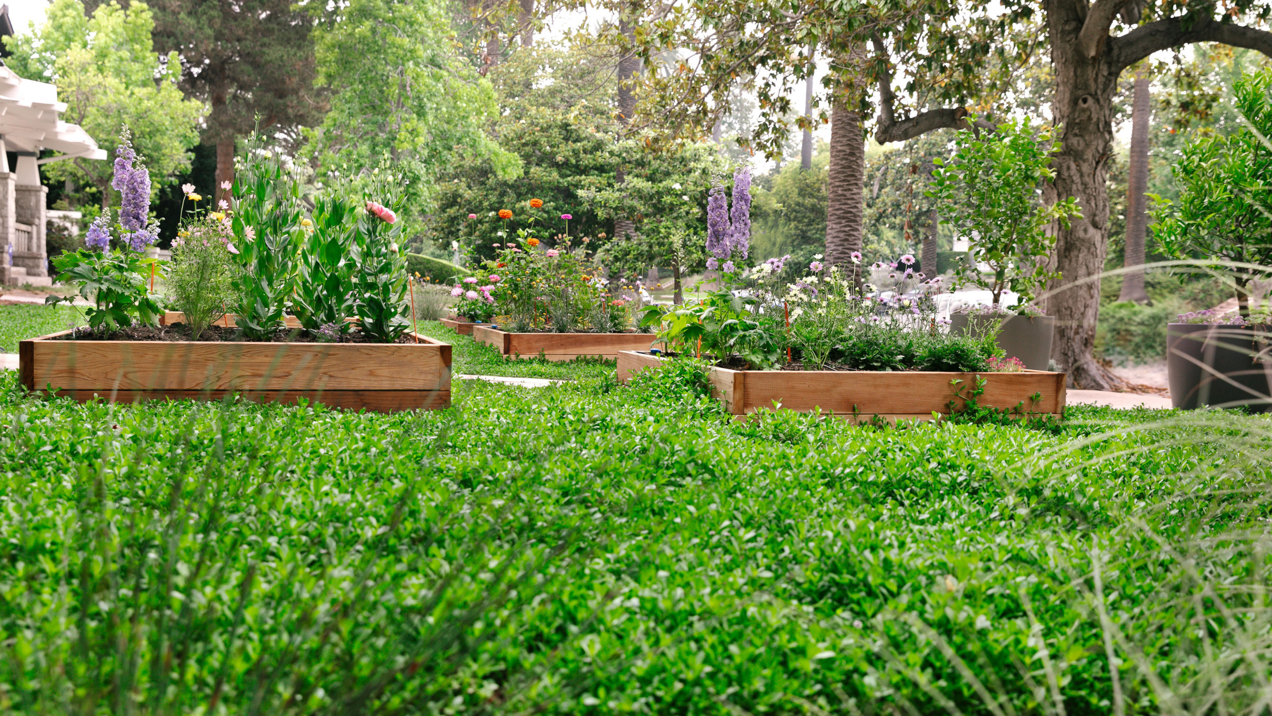 Low-angle view across lush green groundcover toward wooden raised garden beds filled with colorful flowers, framed by mature trees in a residential front yard.