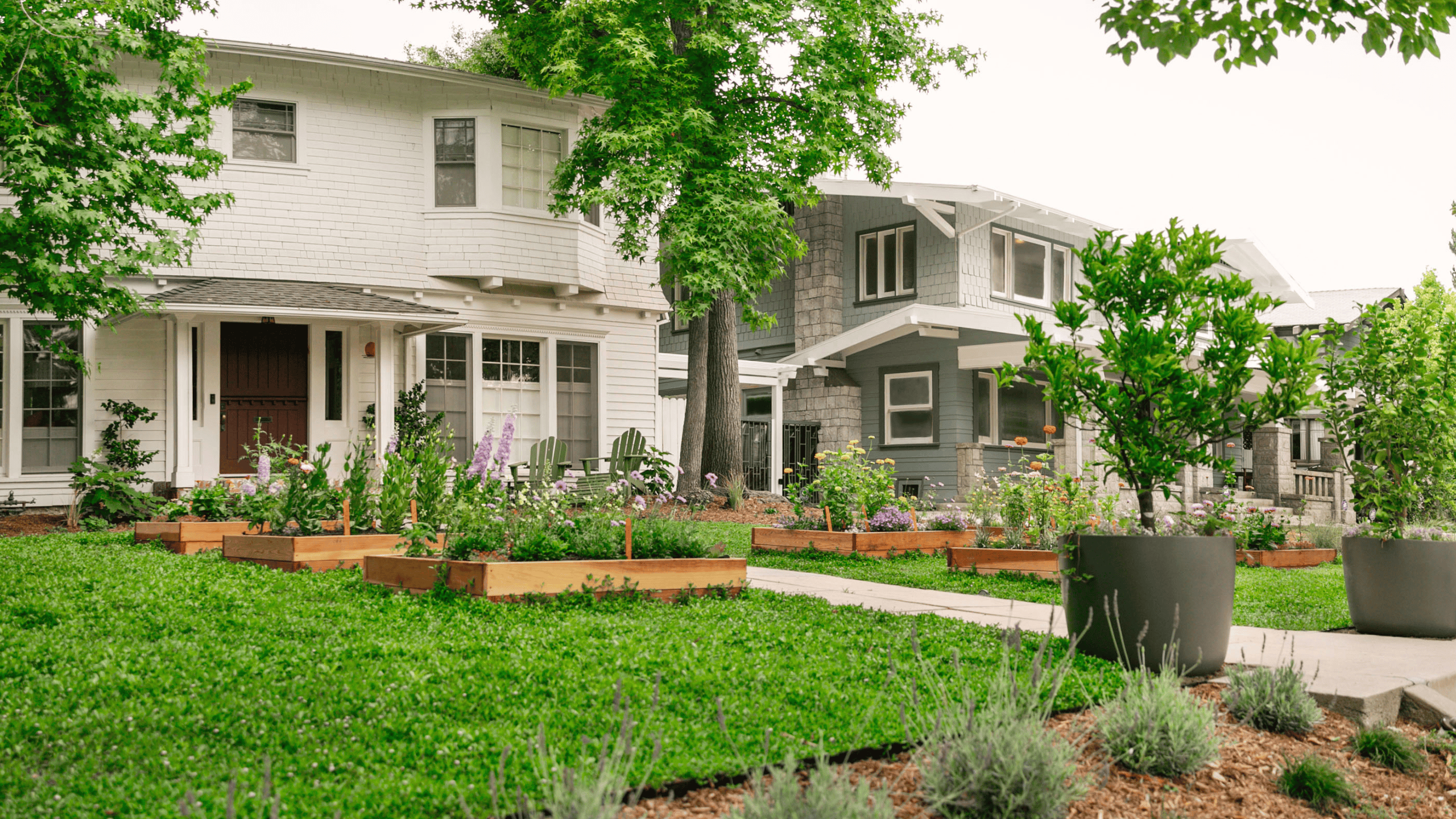 Wide view of a residential front yard featuring colorful raised flower beds, lush green groundcover, mature trees, and large potted plants between neighboring homes.