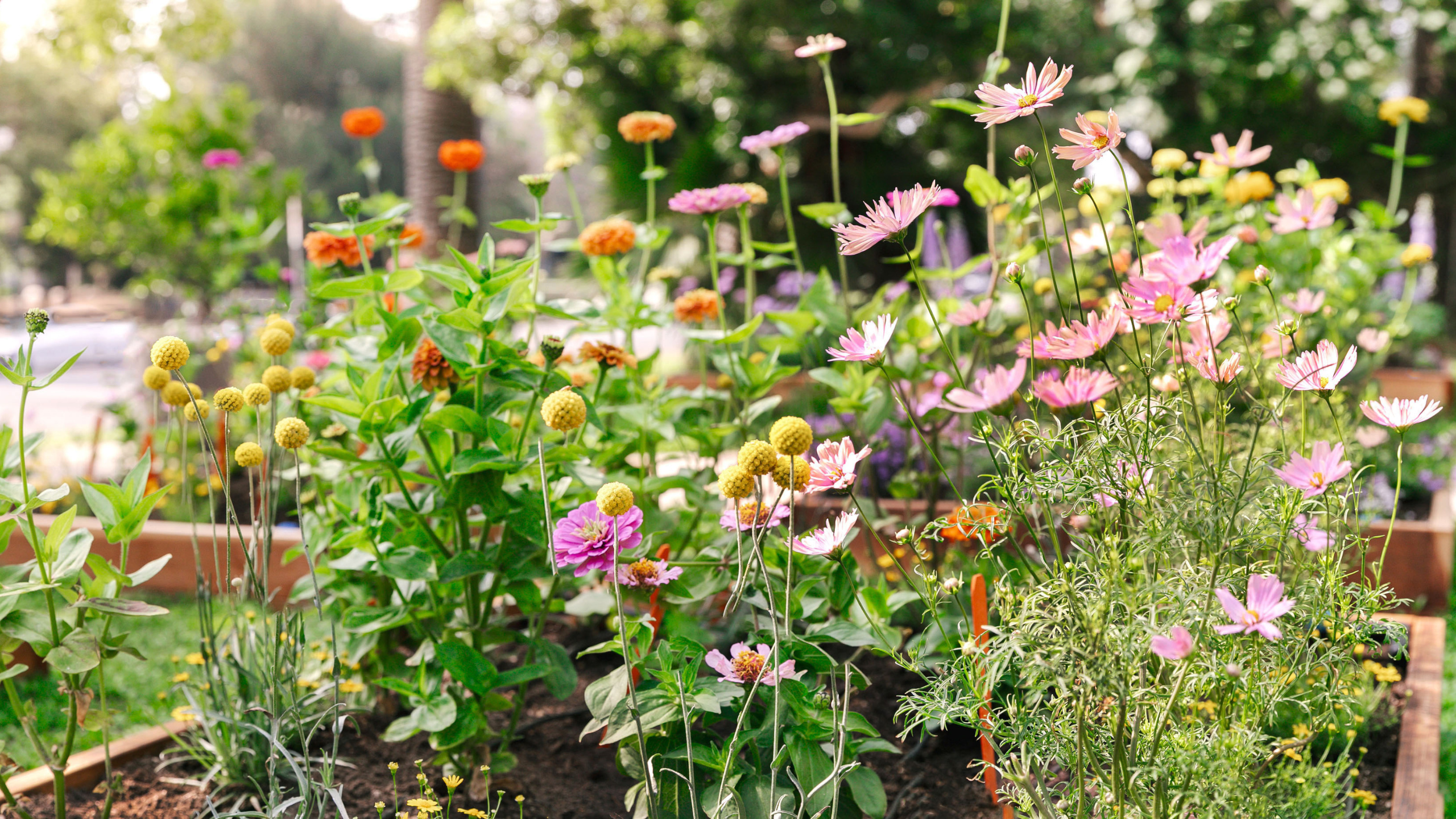 Colorful pink, orange, and yellow flowers blooming in raised garden beds in a lush front yard landscape.